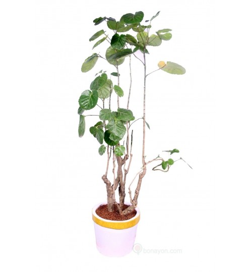 Biscuit Patabahar Indoor Plant With Golden White Planter